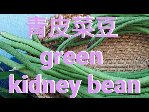 青皮菜豆 green kidney bean