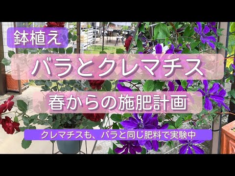 バラとクレマチス（鉢植え）春からの施肥計画❗️