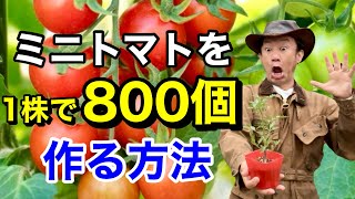 【実が止まらない】 ミニトマトを自宅で大量に作る方法教えます          【カーメン君】【カゴメ】【初心者】