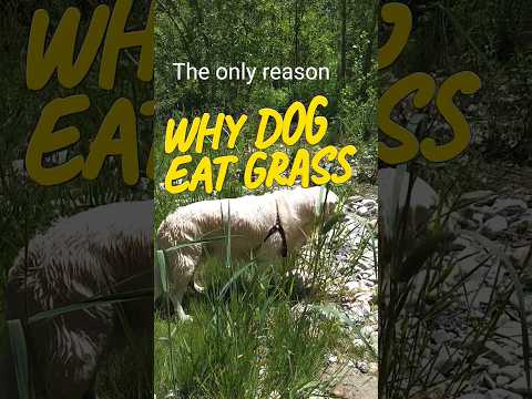 Why dog is eating grass