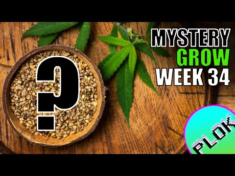 It's Harvest Time! 14 Weeks of Flower - Mystery Seed Indoor/Outdoor Grow Week 34