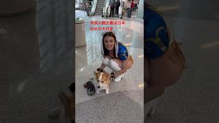 外国人観光客は日本の犬が大好き | JAPAN TRAVEL #dog #japan