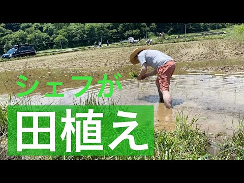 【 シェフの農業 】シェフが田植え　手植えです