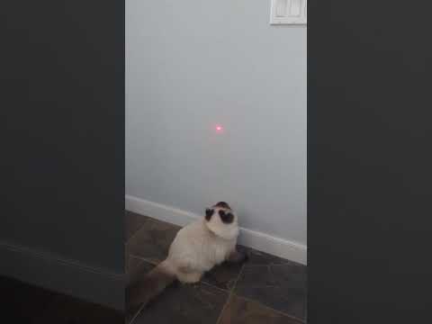 Laser Pointer! Throwback