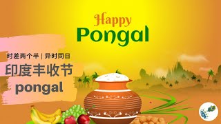 印度丰收节Pongal | 时差两个半异时同日系列