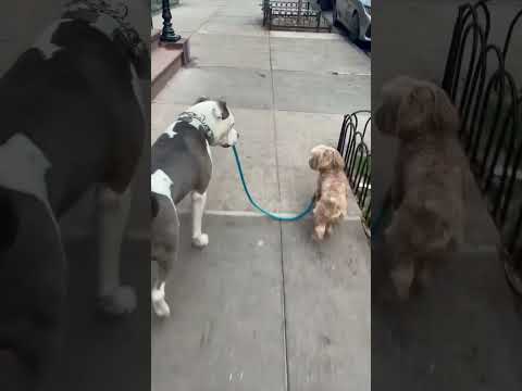 GIANT PITBULL WALKS HIS BEST FRIEND