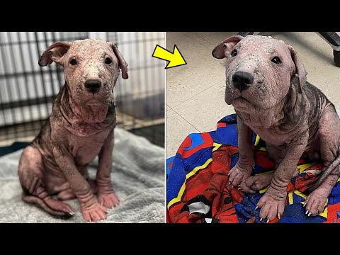 Heartbreaking Transformation From Hairless and Swollen to Happy and Healthy!