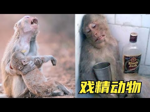 7种能获奖的动物行为，当小猴子死亡后，母猴子痛哭后买醉？