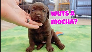 Puppies Get Their Names | Chocolate Lab Puppies