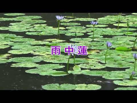 雨中蓮 // 野地的花  Water Lilies in The Rain（雨声鸟鸣版）