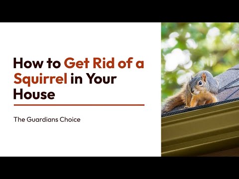 3 Ways to Get Rid of a Squirrel in Your House | The Guardian's Choice