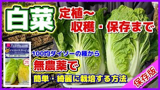 【ダイソー白菜の無農薬栽培】定植～収穫・保存まで全部／防虫・アブラムシ対策／ネットの張り方／追肥などの栽培管理／畑ではちまき保存／収穫後の保存／白菜の育て方／初心者向け／白菜栽培／家庭菜園