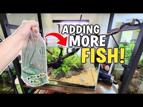 Adding *Mountain Dew Rasbora* Fish (and more) To My Aquariums!