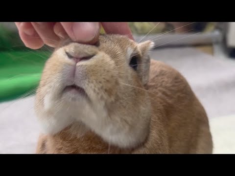 A rabbit who only seems to be affectionate when his nose is being poked... (No. 1708)