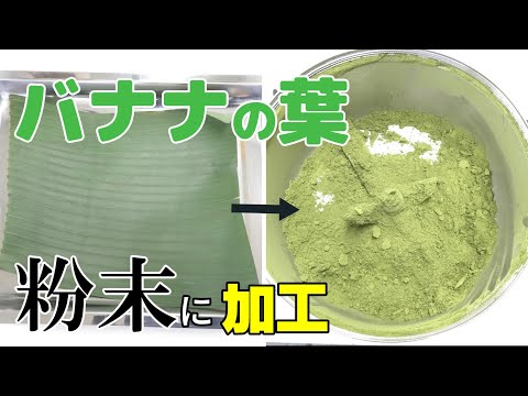 【バナナ茶作りなどに】バナナの葉を乾燥・粉砕してパウダーに加工しました