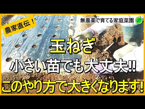 【玉ねぎ栽培】小さい苗や植えるのが遅くなった時の対処法【有機農家直伝！無農薬で育てる家庭菜園】　24/11/9