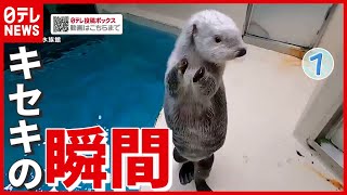 【30連発】“カワイイ”から“仰天”まで…どうぶつ動画が大集合！ 『キセキの瞬間』『every.特集』