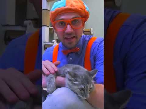 Blippi's Pet Cat Care! | Animals for Kids | Educational Videos #blippi #pets #shorts