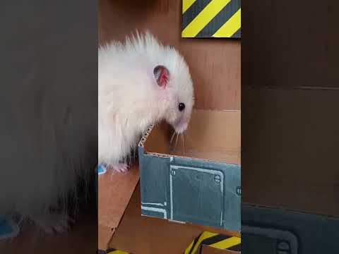 Hamster escapes the maze Part 4 #shortw