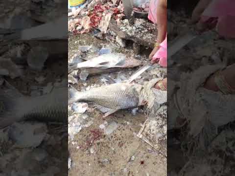 కృష్ణా నదిలో పట్టిన బొచ్చ చాప #fish #fishcleaning #shorts #viralshorts #village #nature #nonveg