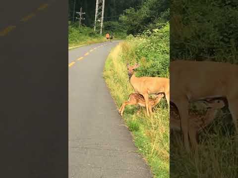 Mother deer breastfeeds baby on the side of the bicycle path like no one else is there.