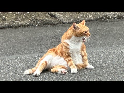 追悼　亡くなった猫ちゃん🐱2024/10