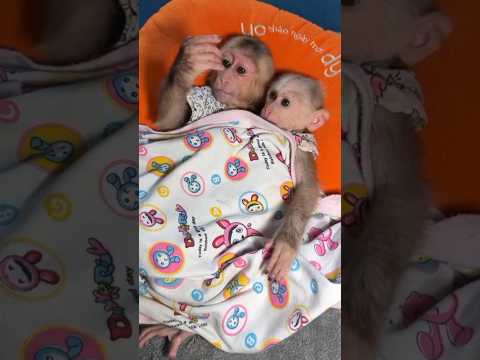 Monkey World Part 1 🙊🦧 #shorts #funny #funnyshorts #funnyvideo #funnyvideos