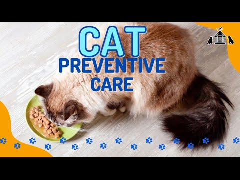 Preventive Care You Should Take for Your Cat