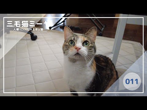 【猫好き必見！癒しの三毛猫動画】遊んでほしいのでいろんな方法を試す三毛猫ミーヤちゃん