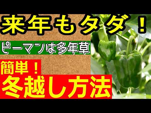 【ピーマンの冬越し】来年も無料！簡単で無限にピーマンを収穫する方法