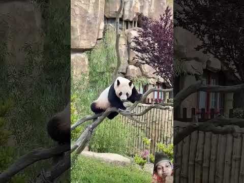 #pandachina #panda #funnypanda #cutepanda #zoo #youtube #youtubeshortsviral #youtuber