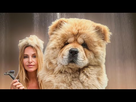 THE CHOW CHOW - Grooming a dog with a DANGEROUS reputation / 松狮犬