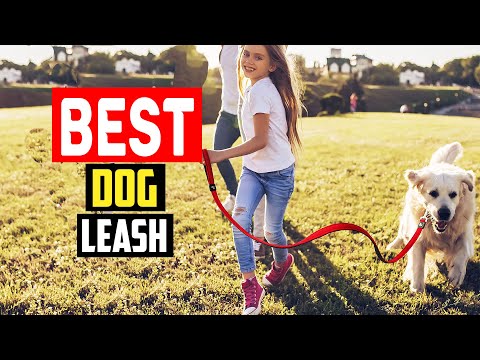 ✅Top 5 Best Dog Leashes of 2023