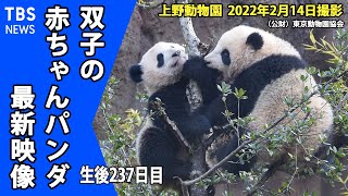 【最新映像】上野動物園の双子のパンダ　シャオシャオも運動場に慣れてきた （2月14日撮影）