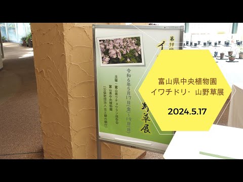 2024.5.17　富山県中央植物園　イワチドリ・山野草展