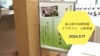 2024.5.17　富山県中央植物園　イワチドリ・山野草展