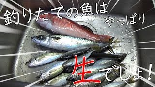 【釣りたて】生の鯖で胡麻サバを作る方法【福岡名物】