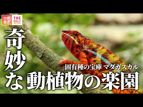 【絶景】奇妙な動植物の島！マダガスカル