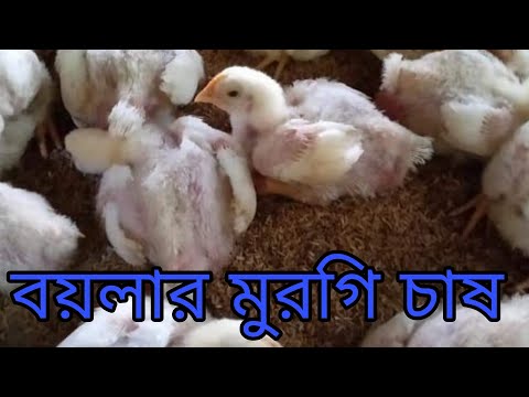 সহজ পদ্ধতিতে ব্রয়লার মুরগী পালন/বাচ্চা লালনপালনchicken short #vairal #hen#hen#tranding short