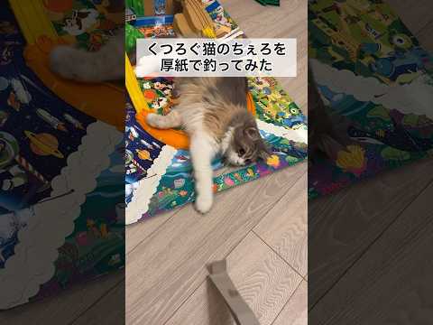 レールの上でくつろぐ猫のちぇろを厚紙で釣ってみた #shorts #2歳児