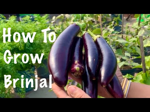 Easiest Way To Grow Lots Of Organic Brinjal At Home/How To Grow Brinjal