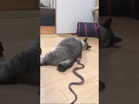 surprised cat #snakes and cat fight #shorts #youtubeshorts #shortvideo #simpleshorts #ytshorts