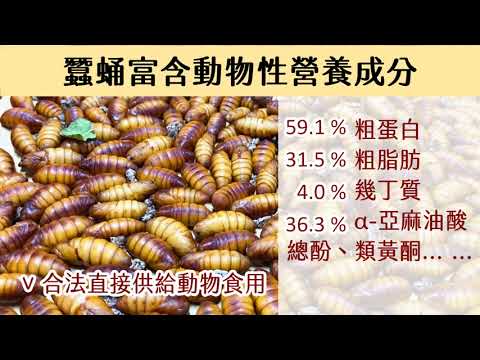 貓咪主食罐頭新選擇-蠶蛹罐頭