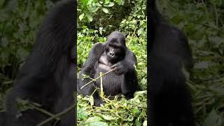 planet of the apes . african gorilla  Tanzania forest