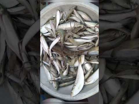 যমুনা নদীর পাচমিশালি মাছ 🐟🎣 #fish #fishing #funny #asmr #tiktok #shorts