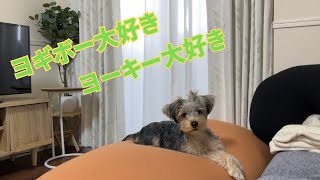 やっぱりわんこはヨギボーが好きだった！