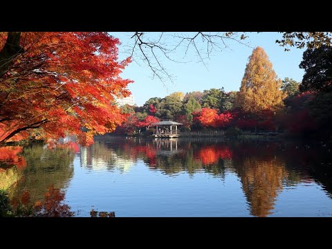 20201118　紅葉　高岡古城公園