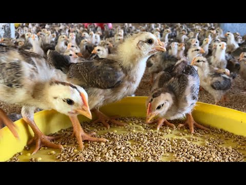 Moving chickens to a larger coop, what to do after 40 days - Chicken Farm