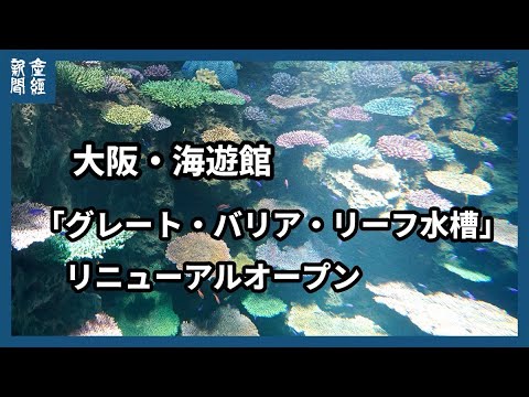 大阪・海遊館「グレート・バリア・リーフ水槽」リニューアル