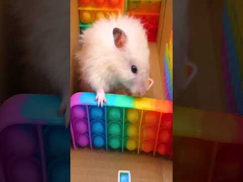 DIY New Pop it Hamster Maze #Shorts